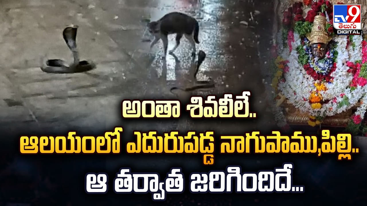 అంతా శివలీలే..ఆలయంలో ఎదురుపడ్డ నాగుపాము,పిల్లి.. ఆ తర్వాత జరిగిందిదే.. అంతా శివలీలే..ఆలయంలో ఎదురుపడ్డ నాగుపాము,పిల్లి.. ఆ తర్వాత జరిగిందిదే..