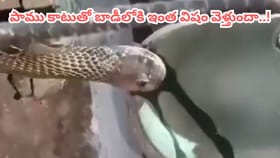 Viral Video: గుండె గట్టిగా ఉన్నోళ్లే ఈ వీడియో చూడండి..
