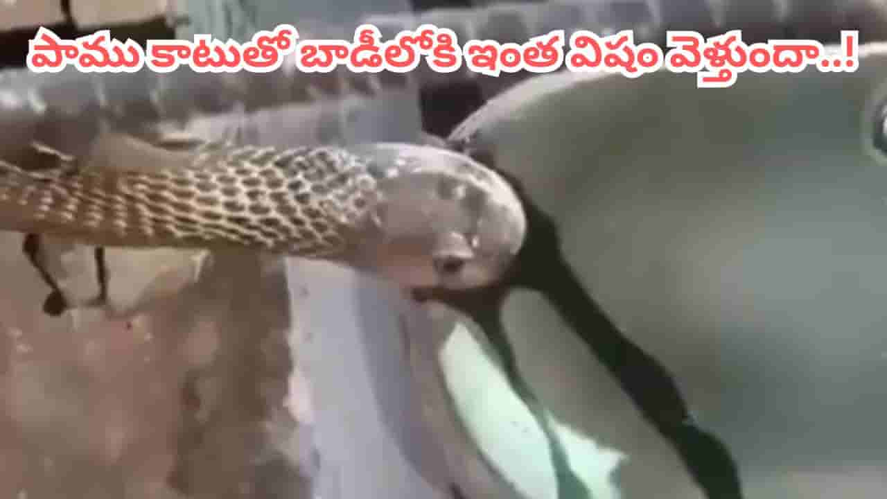 Video: గుండె గట్టిగా ఉన్నోళ్లే చూడండి.. పాము కాటేస్తే బాడీలోకి ఎంత విషం వెళ్తుందో తెలుసా..!