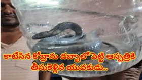 ఇలా ఉన్నారేంట్రా సామీ! కాటేసిన కోబ్రాను డబ్బాలో పెట్టి ఆస్పత్రికి