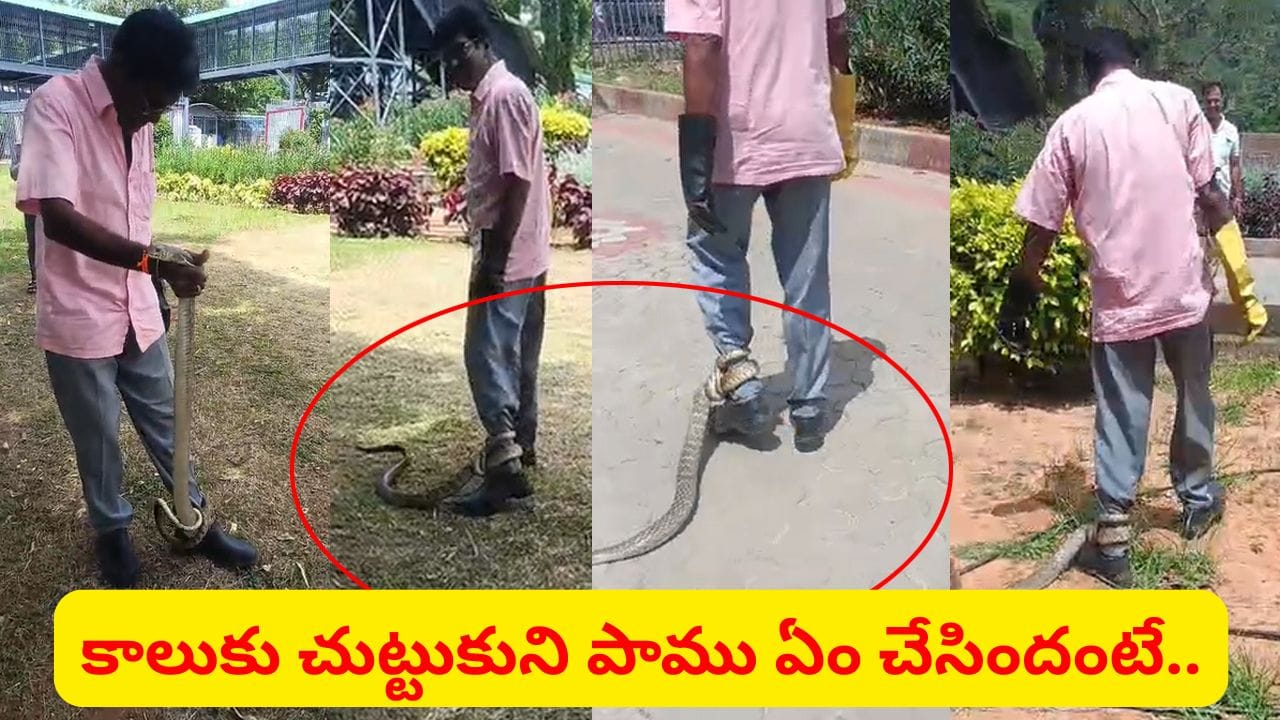 Watch: తిరుమలలో 9 అడుగుల భారీ పాము.. కాలుకు చుట్టుకుని ఏం చేసిందో తెలుసా..? ఇదిగో వీడియో