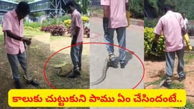 జర్రిపోతు కాలుకు చుట్టుకుని ఏం చేసిందో తెలుసా..? వీడియో