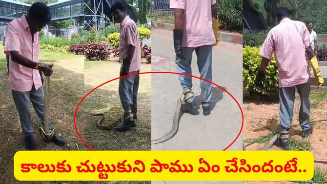 జర్రిపోతు కాలుకు చుట్టుకుని ఏం చేసిందో తెలుసా..? వీడియో