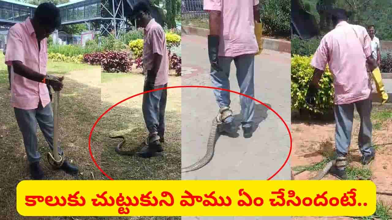 Watch: తిరుమలలో 9 అడుగుల భారీ పాము.. కాలుకు చుట్టుకుని ఏం చేసిందో తెలుసా..? ఇదిగో వీడియో