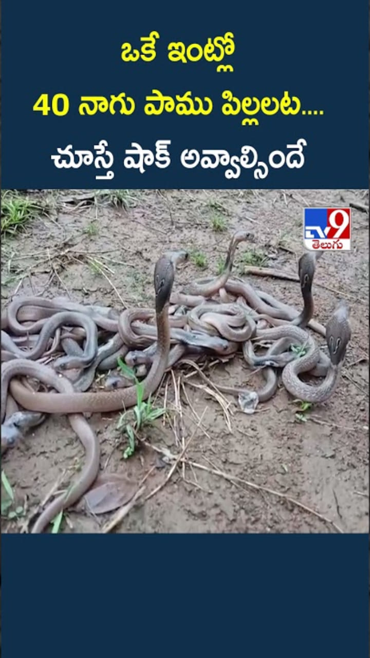 ఒకే ఇంట్లో 40 నాగుపాము పిల్లలు....చూస్తే షాక్ అవ్వాల్సిందే..