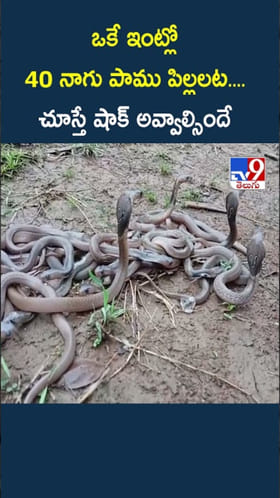 ఒకే ఇంట్లో 40 నాగుపాము పిల్లలు....చూస్తే షాక్ అవ్వాల్సిందే..