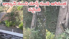 గోడ పక్కనే వింత శబ్దాలు.. జూమ్ చేసి చూడగా ఒళ్ళు గగుర్పొడిచే సీన్