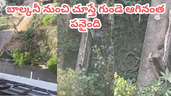 Viral Video: వామ్మో.. ఎంత పెద్ద పాములో.. బాల్కనీ నుంచి చూస్తేనే ఒళ్లు జలదరించేలా ఉందిగా..!