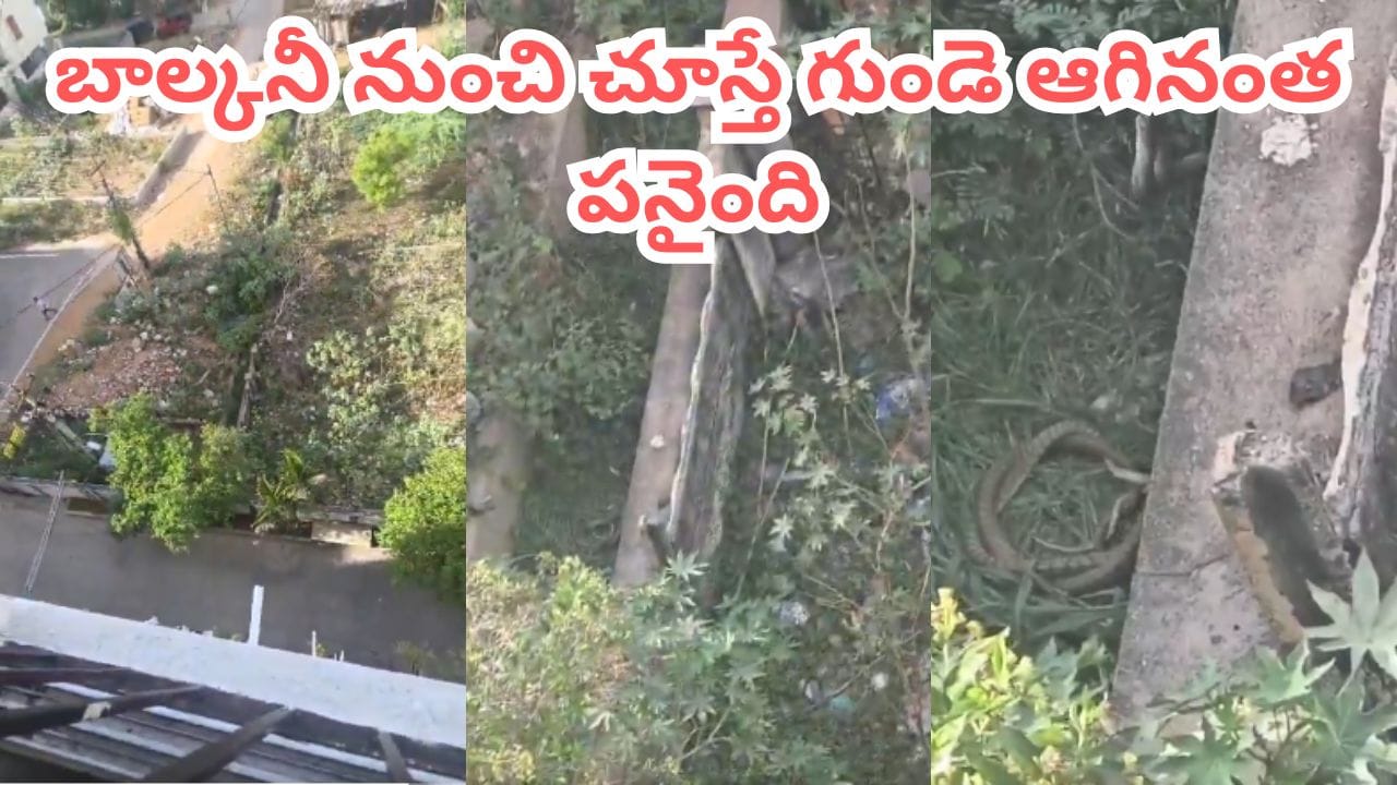 Video: అపార్ట్మెంట్ గోడ పక్కనుంచి వింత శబ్దాలు.. బాల్కనీ నుంచి చూడగా దడ పుట్టించే సీన్..!