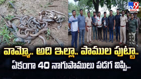 వామ్మో.. అది ఇల్లా పాముల పుట్టా.. ఏకంగా 40 నాగుపాముల పడగ విప్పి