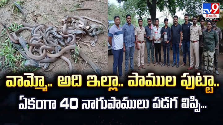 వామ్మో.. అది ఇల్లా పాముల పుట్టా.. ఏకంగా 40 నాగుపాముల పడగ విప్పి వామ్మో.. అది ఇల్లా పాముల పుట్టా.. ఏకంగా 40 నాగుపాముల పడగ విప్పి