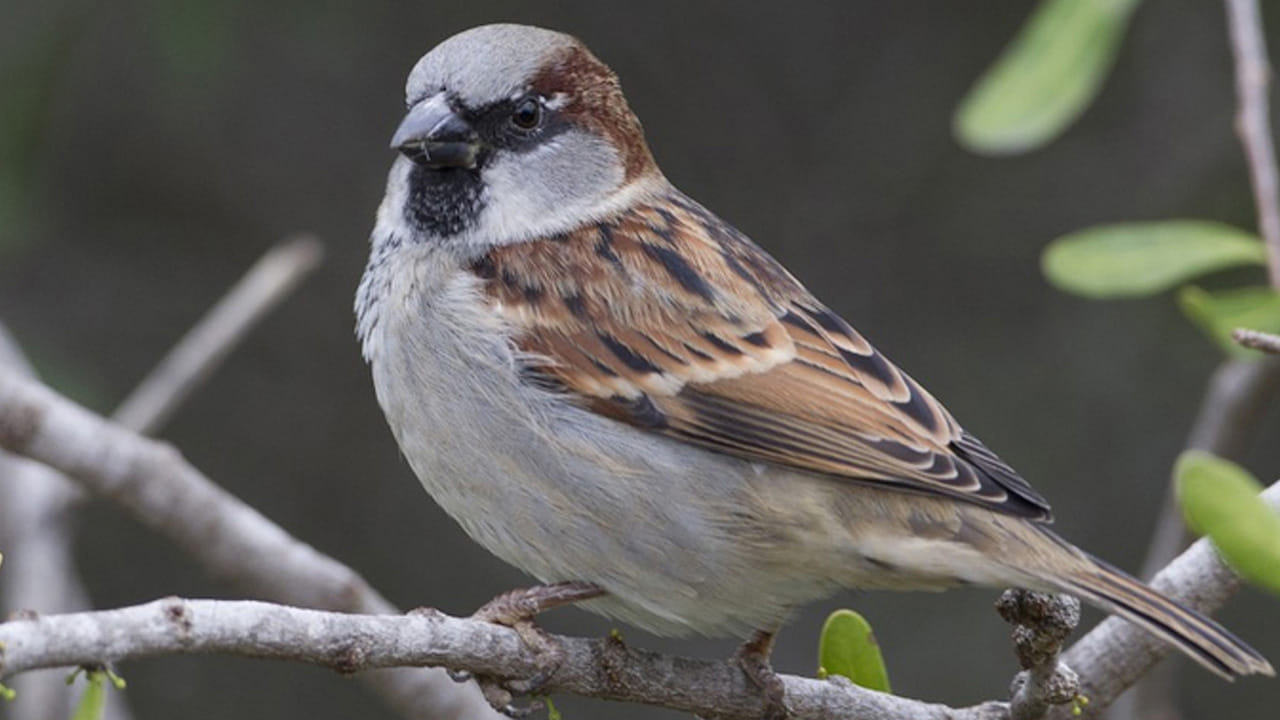 Sparrow 2