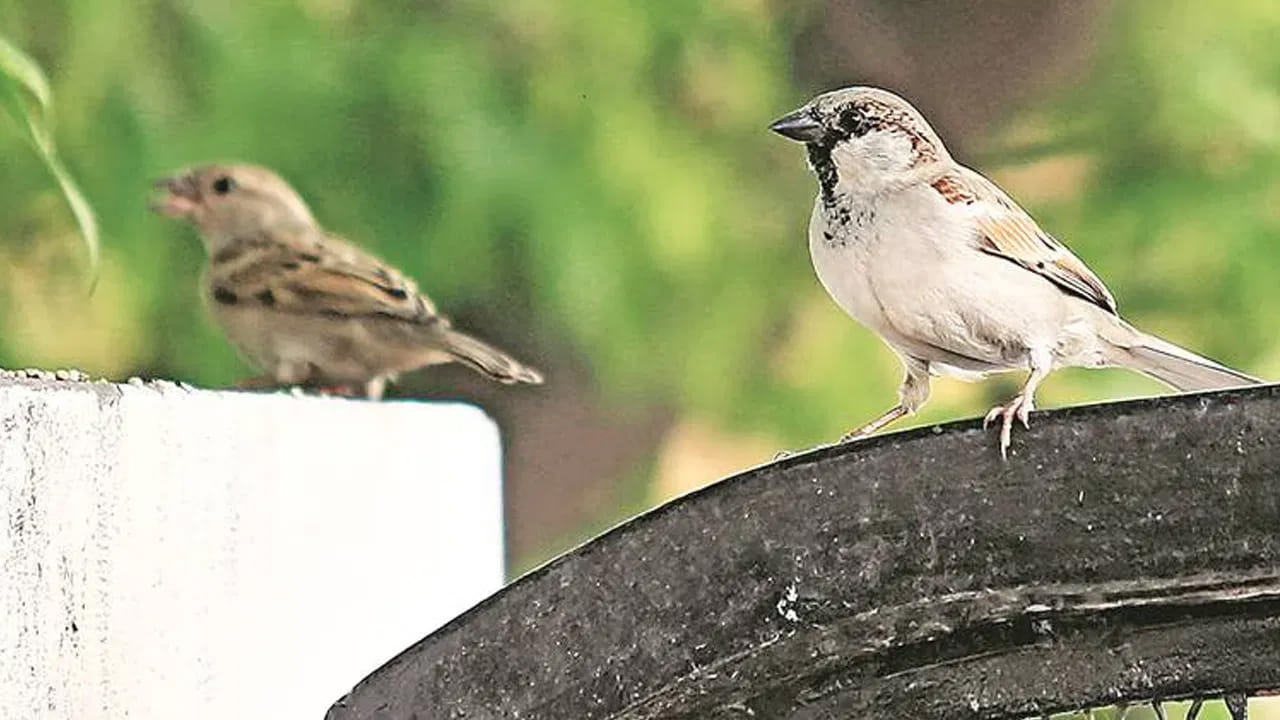 Sparrow 3