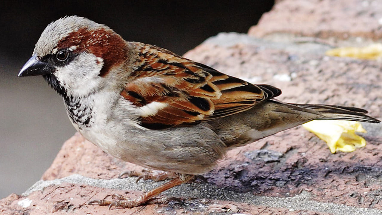 Sparrow 4