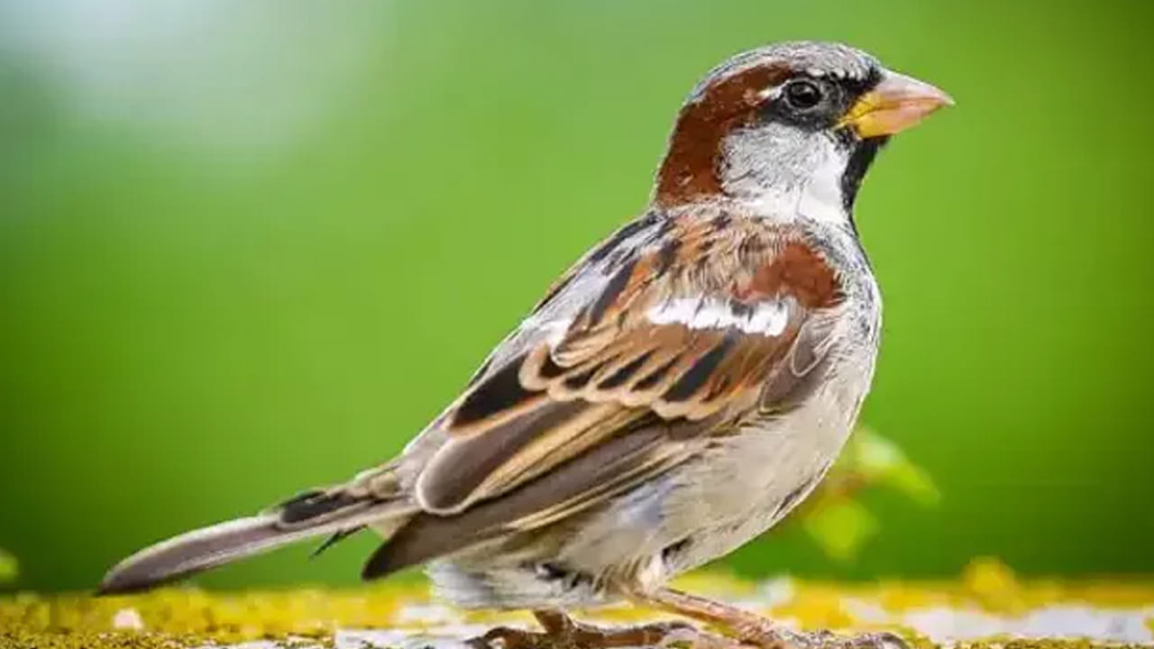 Sparrow 5