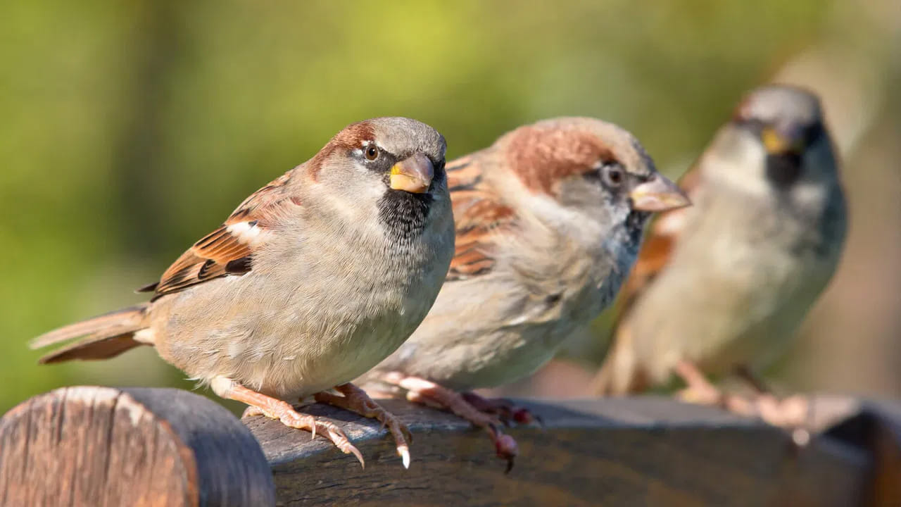 Sparrow
