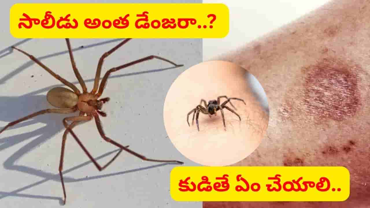 సాలె పురుగు కుట్టిన తర్వాత ఏం చేయాలి..? ఈ లక్షణాలు చాలా డేంజర్.. WHO వైద్యుడు ఏం చెప్పారంటే