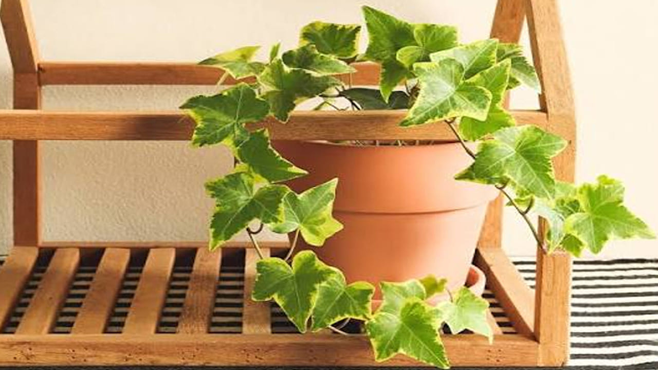 గాలిని స్వచ్ఛంగా మారుస్తుంది (Air Purifier): ఇంగ్లీష్ ఐవీ మొక్క సహజమైన ఎయిర్ ప్యూరిఫైయర్గా పనిచేస్తుంది. ఇది గది వాతావరణంలో ఉండే ప్రమాదకరమైన రసాయనాలు, టాక్సిన్స్ను సమర్థవంతంగా తొలగిస్తుంది. గాలిని పూర్తిగా శుద్ధి చేయడం వల్ల శ్వాసకోస సంబంధిత సమస్యలు వచ్చే అవకాశాలు చాలా వరకు తగ్గుతాయి.