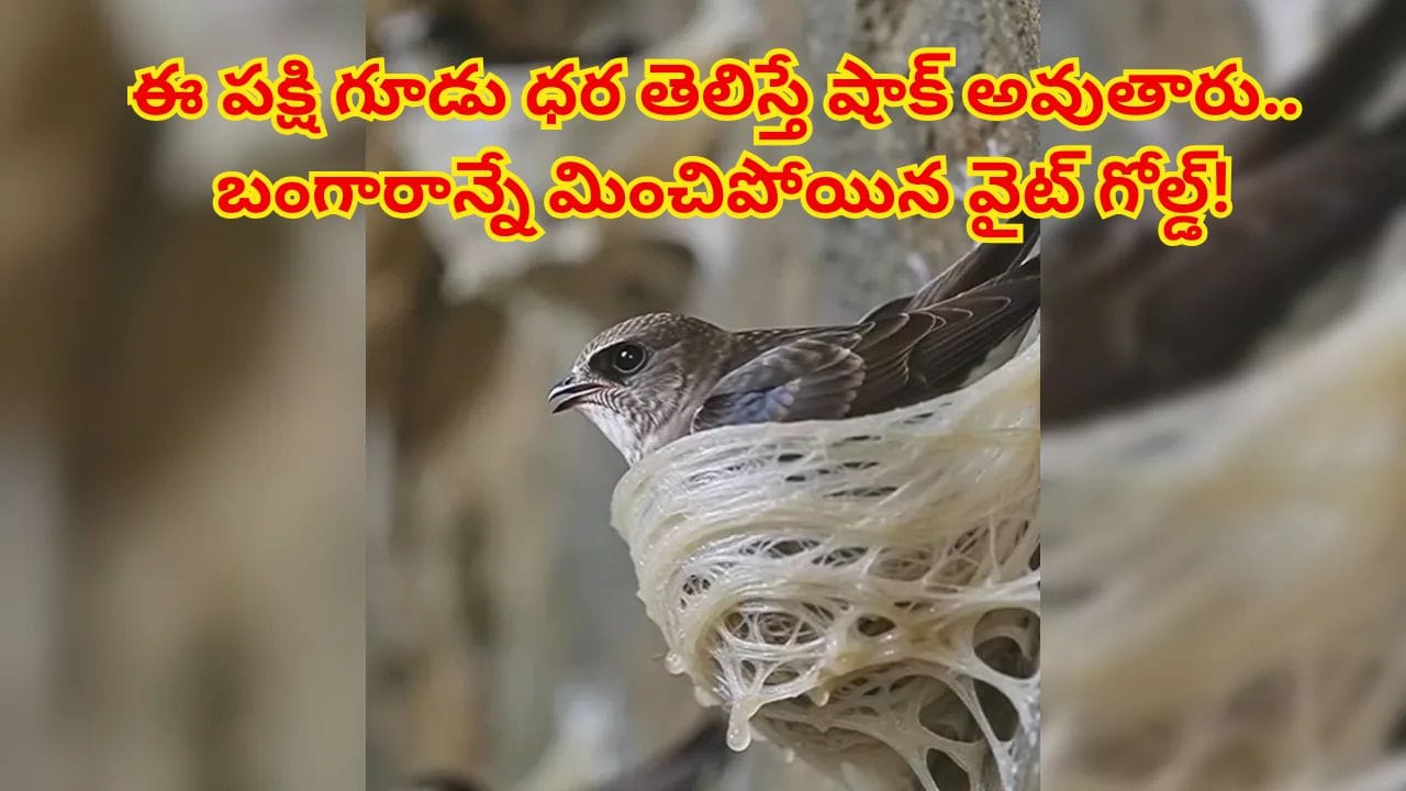 ఓరీ దేవుడో..బంగారం కంటే ఖరీదు ఈ పక్షి గూడు..ఆరోగ్యం, అందం కోసం లక్షలు ఖర్చు చేస్తున్న ధనవంతులు!