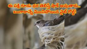 బంగారం కంటే ఖరీదైన పక్షి గూడు.. లాలాజలంతో తయారయ్యే వైట్ గోల్డ్‌పై