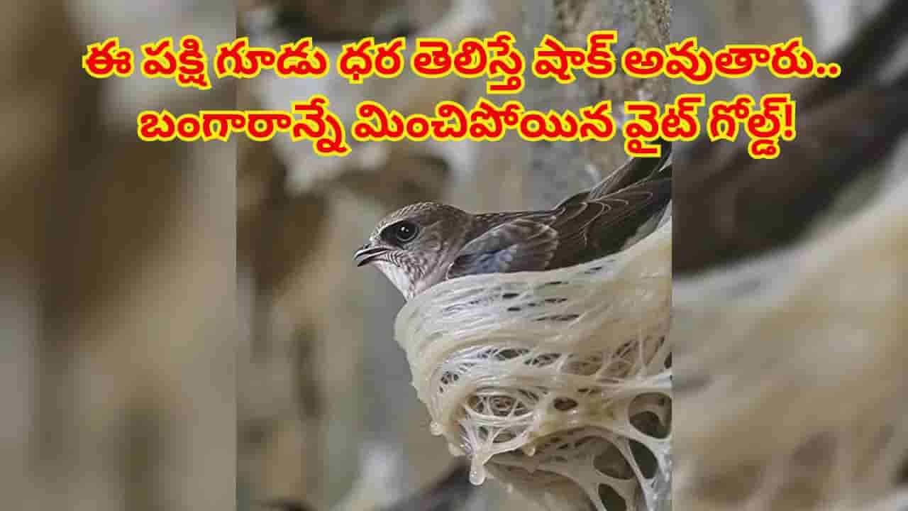 ఓరీ దేవుడో..బంగారం కంటే ఖరీదు ఈ పక్షి గూడు..ఆరోగ్యం, అందం కోసం లక్షలు ఖర్చు చేస్తున్న ధనవంతులు!