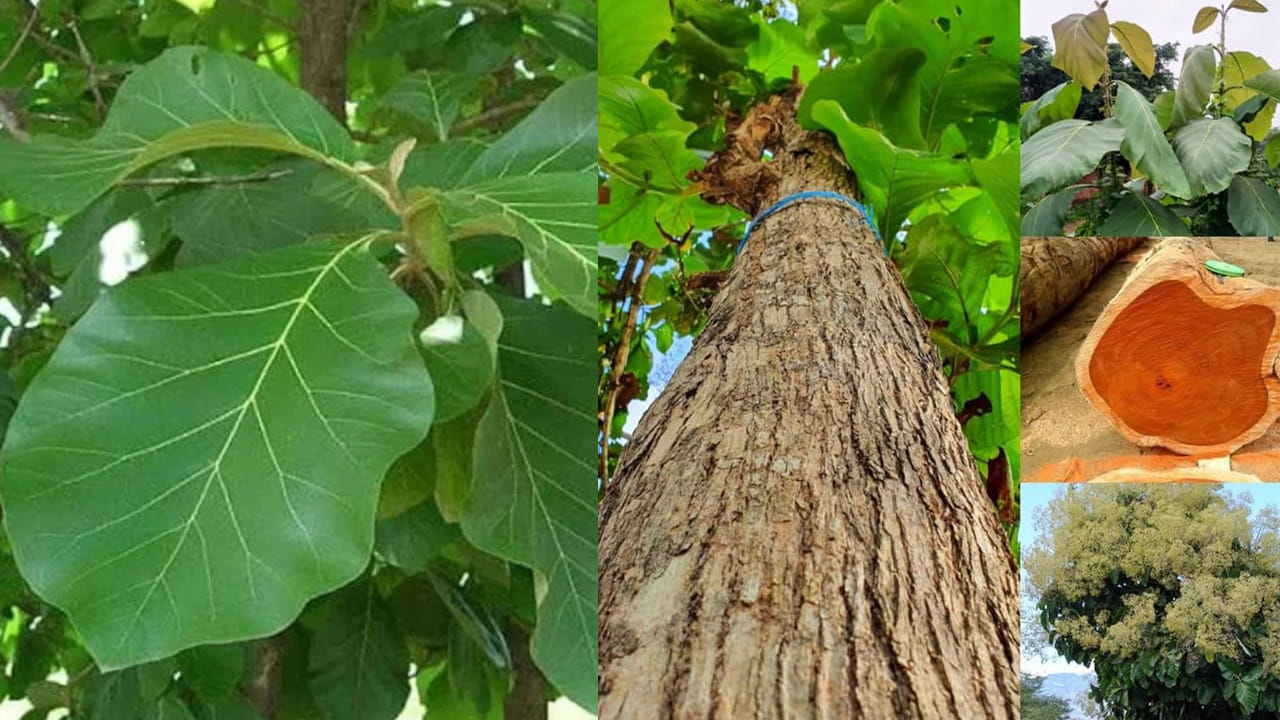 టేకు ఆకులతో చర్మ సమస్యలకు చెక్: టేకు చెట్టు ఆకులు పరిమాణంలో చాలా పెద్దవిగా ఉంటాయి. ఈ ఆకులలో యాంటీ-బ్యాక్టీరియల్, యాంటీ-ఫంగల్ గుణాలు మెండుగా ఉన్నాయి. చర్మంపై వచ్చే తామర, గజ్జి, దురద వంటి ఇన్ఫెక్షన్లకు టేకు ఆకుల రసం అద్భుతంగా పనిచేస్తుంది. ఈ ఆకులను నూరి ఆ పేస్ట్‌ను గాయాలు లేదా వాపులు ఉన్న చోట రాయడం వల్ల త్వరగా ఉపశమనం లభిస్తుంది. అంతేకాదు, పూర్వ కాలంలో కురుల సంరక్షణకు, జుట్టు రాలడం తగ్గడానికి కూడా దీని ఆకుల రసాన్ని వాడేవారు.