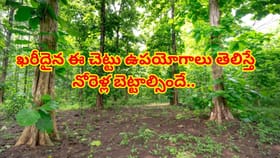 టేకు చెట్టు కేవలం ఫర్నిచర్‌కే కాదు..ఔషధ గుణాలు తెలిస్తే షాకవుతారు