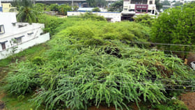 ఒకప్పుడు వరమైన ఈ చెట్టు.. ఇప్పుడు శాపమా..?