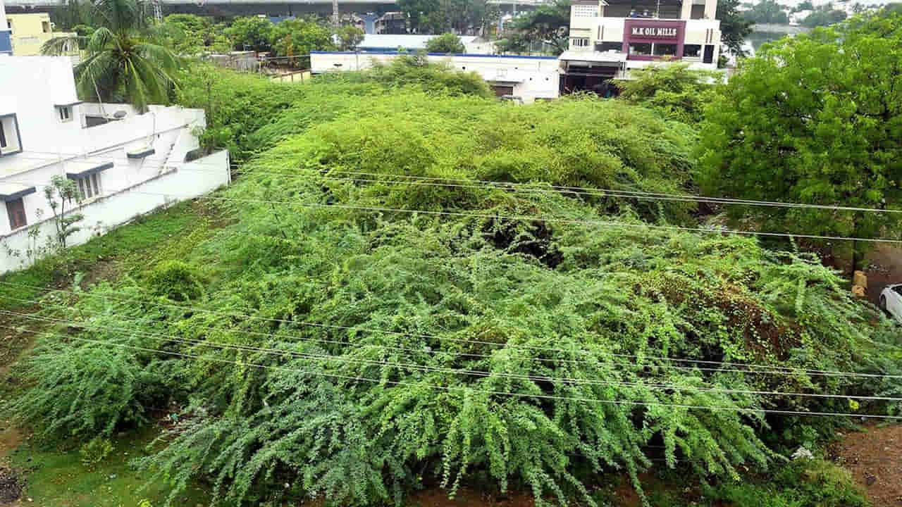 Prosopis juliflora: కరువు నుంచి కాపాడేందుకు తెచ్చిన చెట్టు.. ఇప్పుడు శాపంగా మారిందా..?