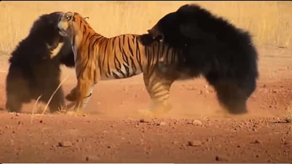 Watch: అడవిలో అరుదైన పోరు.. రెండు ఎలుగుబంట్లను ఎదుర్కొన్న పులి! ఒళ్లుగగుర్పాటుకు గురి చేస్తున్న సీన్!
