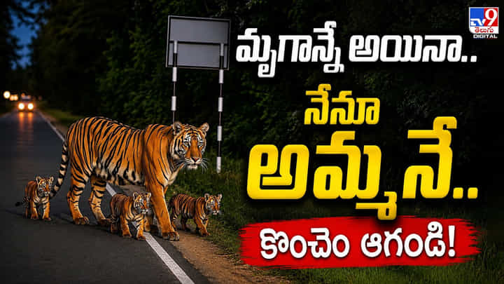 మృగాన్నే అయినా.. నేనూ అమ్మనే.. కొంచెం ఆగండి! మృగాన్నే అయినా.. నేనూ అమ్మనే.. కొంచెం ఆగండి!