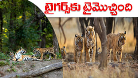 పులులకు నేటి నుంచి 3 నెలలు చాలా కీలకం.. పర్యాటకులకు నో ఎంట్రీ..!