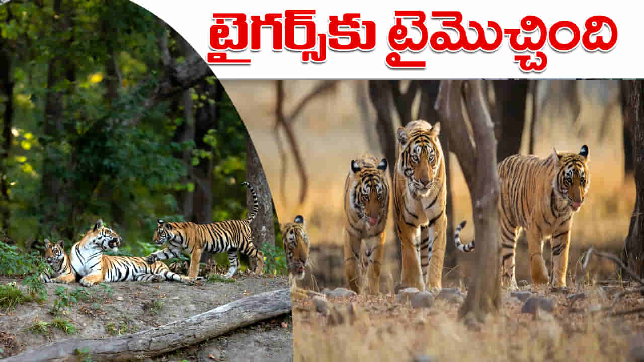 Tiger Forest: పులులకు నేటి నుంచి 3 నెలలు చాలా కీలకం.. అందుకే పులి సంరక్షణ కేంద్రాలు మూసివేత.. పర్యాటకులకు నో ఎంట్రీ..!