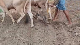 నాగలితో దున్నుతుండగా బయటపడింది చూసి ఆశ్చర్యపోయిన రైతు..
