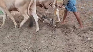 Andhra: పొలంలో నాగలితో దున్నుతుండగా.. బయటపడింది చూసి ఆశ్చర్యపోయిన రైతు..