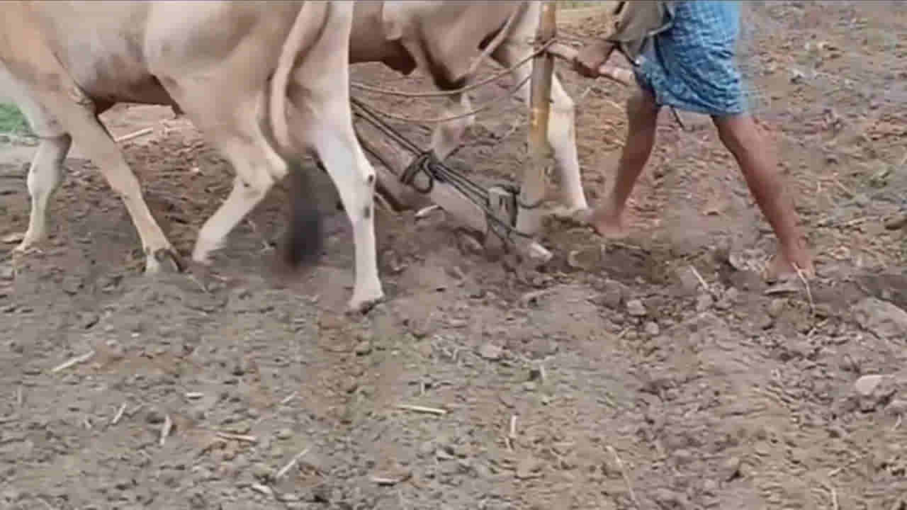 Andhra: పొలంలో నాగలితో దున్నుతుండగా.. బయటపడింది చూసి ఆశ్చర్యపోయిన రైతు..