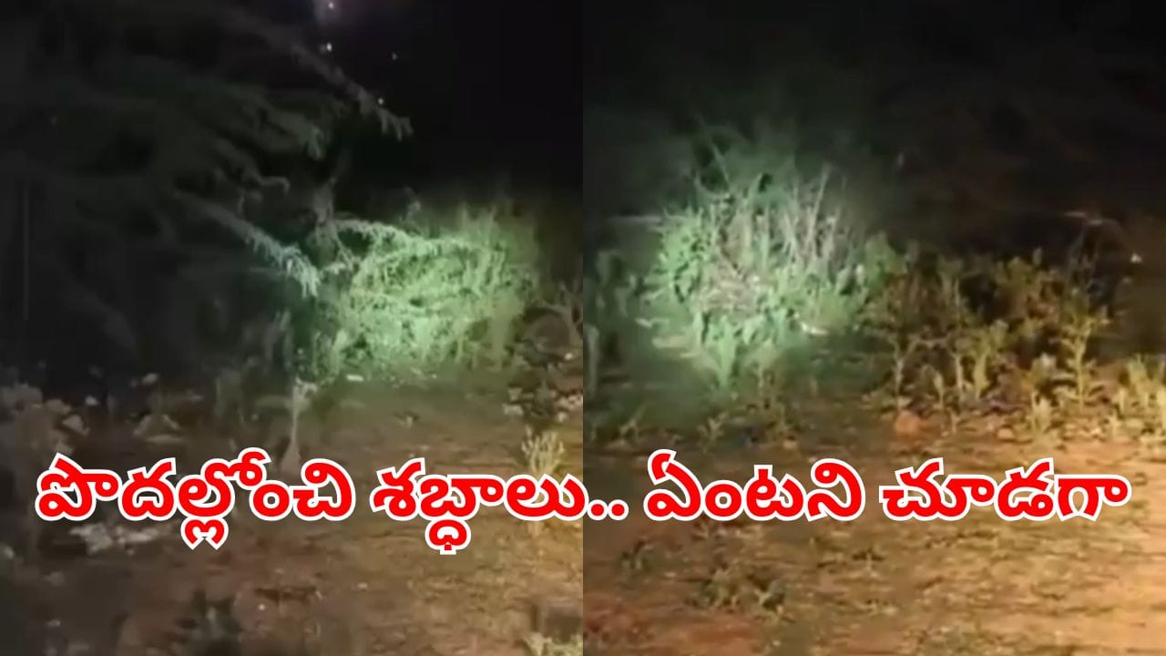 Video: అర్ధరాత్రి ఇంటిపక్కన పొదల్లోంచి అదోరకం శబ్ధాలు.. ఏంటని టార్స్ వేసి చూడగా..
