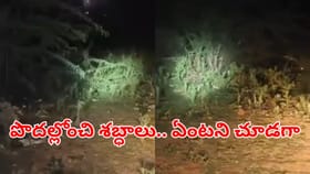 అర్ధరాత్రి ఇంటిపక్కన పొదల్లోంచి అదోరకం శబ్ధాలు.. ఏంటని చూడగా