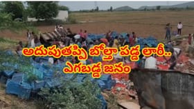 టమాటా లారీ బోల్తా.. మానవత్వాన్ని మరిచి ఎగబడ్డ జనం! వీడియో