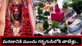 అమ్మవారి ఆశీర్వాదం తర్వాతే ప్రాణాలు విడిచే తాబేళ్లు..! త్రిపుర..
