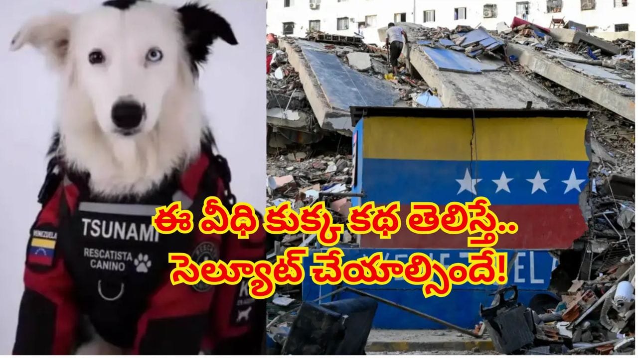 tsunami-rescue-dog.jpg
