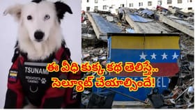 చావు అంచుల్లో ఉన్న వీధి కుక్క..భూకంపంలో 13 మందికి ప్రాణదాతగా మారి
