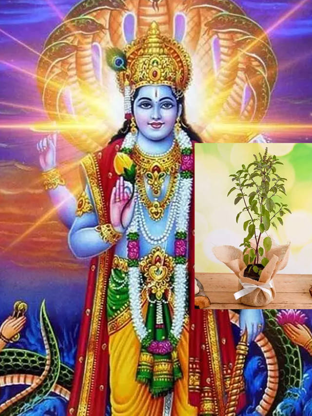 తులసి లేకుండా విష్ణుపూజ ఎందుకు పూర్తి కాదు? పురాణ కథ ఇదే!