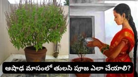 ఆషాఢ మాసంలో తులసి పూజ చేస్తే లక్ష్మీ కటాక్షం.. కానీ ఈ తప్పులు..