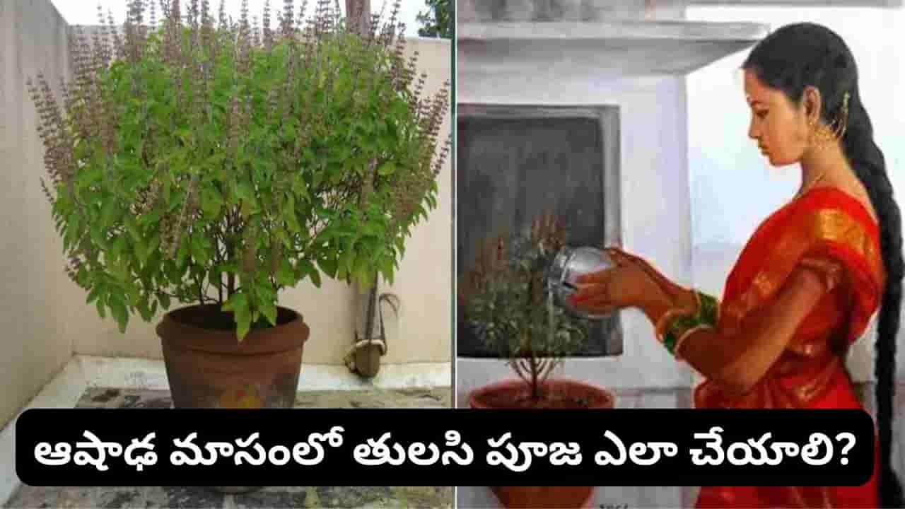 ఆషాఢ మాసంలో తులసి పూజ చేస్తే లక్ష్మీ కటాక్షం.. కానీ ఈ తప్పులు చేస్తే ఫలితం తగ్గొచ్చు!