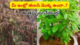 మీ ఇంట్లో తులసి మొక్క ఉందా..? అయితే, తప్పులు అస్సలు చేయొద్దు..