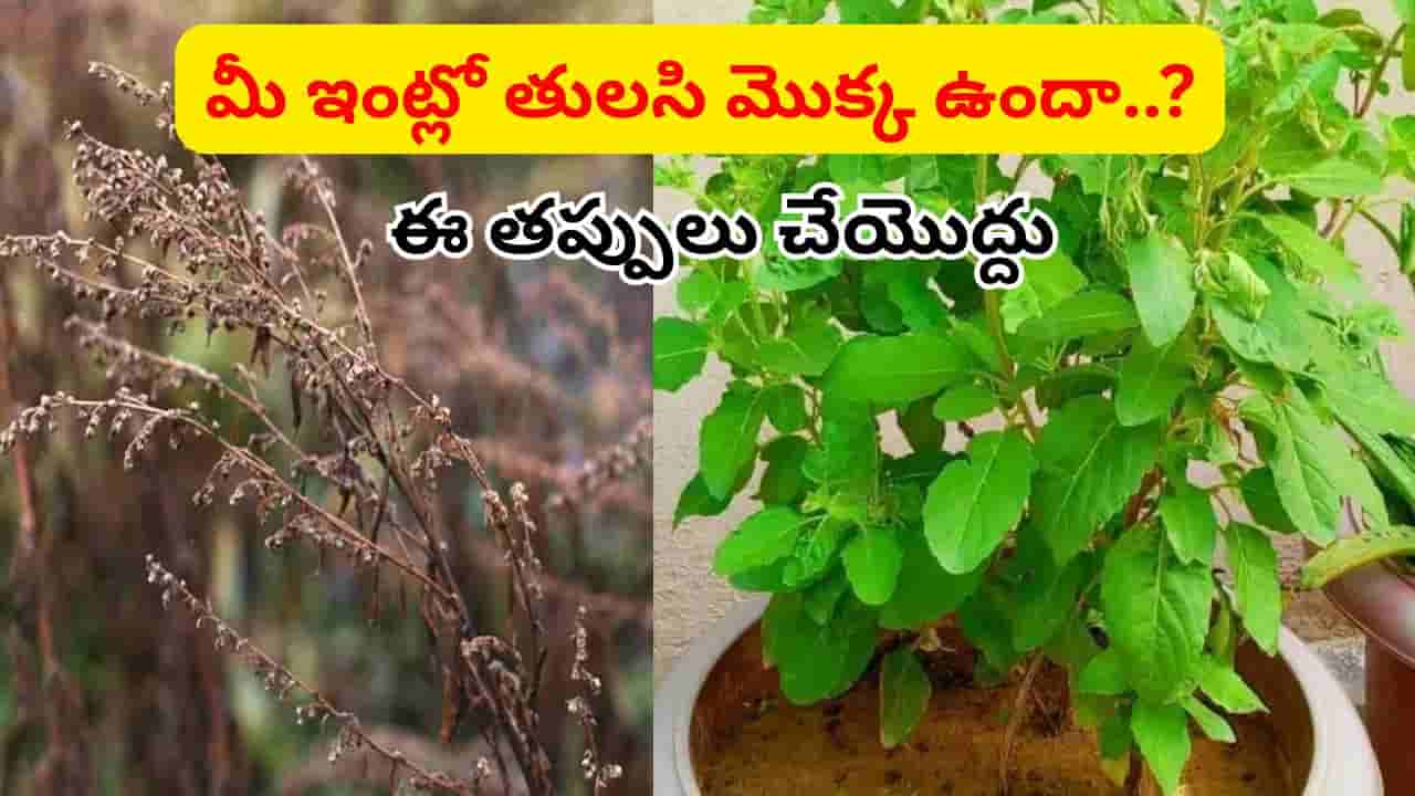 ఇంట్లో తులసి మొక్క ఎండిపోతుందా..? దానికి కారణం ఇదే కావొచ్చు.. తులసమ్మ విషయంలో ఈ తప్పులు చేయకండి..