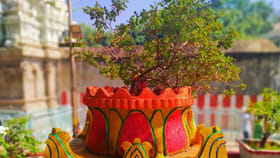 ఇంట్లో తులసి మొక్క ఉందా? అయితే, ఈ 5 తప్పులు అస్సలు చేయకండి!