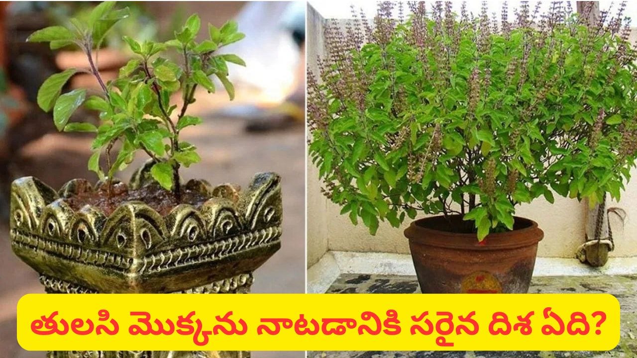 Vastu Tips: ఇంట్లో ఒకటి కంటే ఎక్కువ తులసి మొక్కలు ఉంటే మంచిదేనా..? వాస్తు శాస్త్రం ఏం చెబుతోందో తెలుసా?