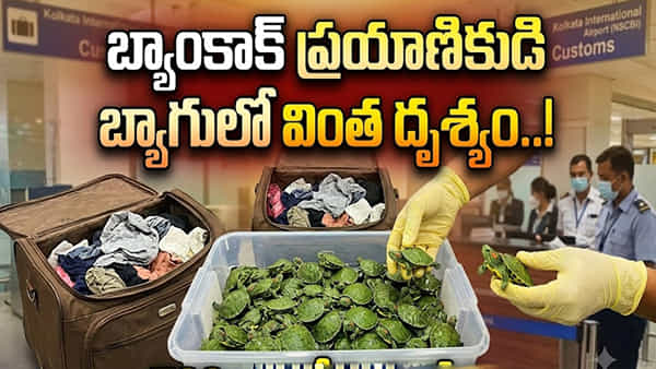 ఎయిర్పోర్ట్లో కలకలం.. బ్యాంకాక్ ప్రయాణికుడి బ్యాగులో కదులుతూ కనిపించిన వింత దృశ్యం..! స్కాన్ చేయగా..